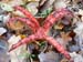 clathrus-archeri